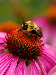 Preview wallpaper bee, echinacea, flower, petals, macro