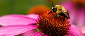 Preview wallpaper bee, echinacea, flower, petals, macro