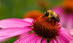 Preview wallpaper bee, echinacea, flower, petals, macro