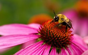 Preview wallpaper bee, echinacea, flower, petals, macro