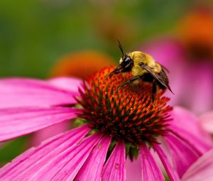 Preview wallpaper bee, echinacea, flower, petals, macro