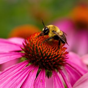Preview wallpaper bee, echinacea, flower, petals, macro