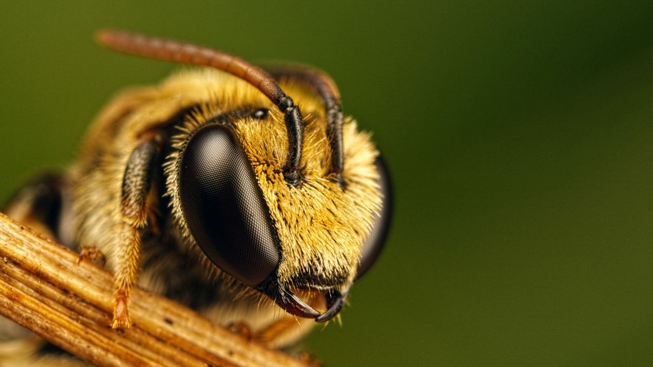 Wallpaper bee, eyes, insect, fly