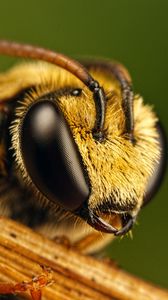 Preview wallpaper bee, eyes, insect, fly