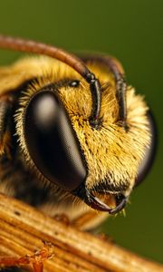 Preview wallpaper bee, eyes, insect, fly