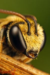 Preview wallpaper bee, eyes, insect, fly