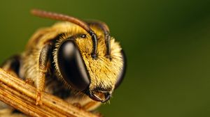 Preview wallpaper bee, eyes, insect, fly