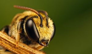 Preview wallpaper bee, eyes, insect, fly