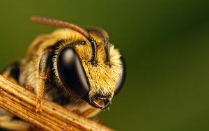 Preview wallpaper bee, eyes, insect, fly