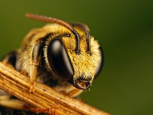 Preview wallpaper bee, eyes, insect, fly