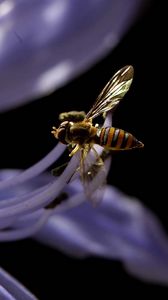 Preview wallpaper bee, flower, black background, plant