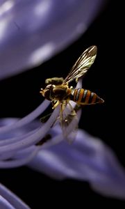 Preview wallpaper bee, flower, black background, plant