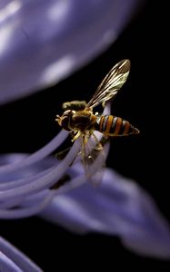 Preview wallpaper bee, flower, black background, plant