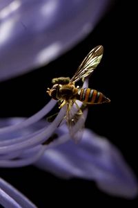 Preview wallpaper bee, flower, black background, plant