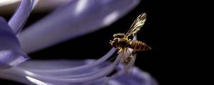 Preview wallpaper bee, flower, black background, plant