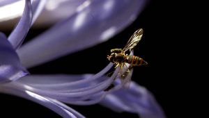 Preview wallpaper bee, flower, black background, plant