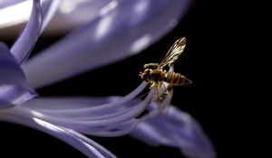 Preview wallpaper bee, flower, black background, plant