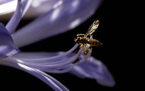 Preview wallpaper bee, flower, black background, plant