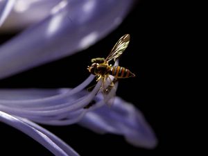 Preview wallpaper bee, flower, black background, plant