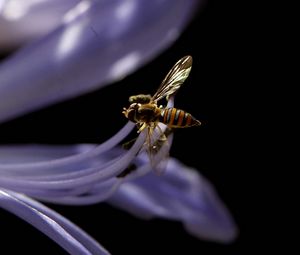 Preview wallpaper bee, flower, black background, plant