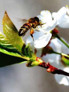 Preview wallpaper bee, flower, blossom, branch, spring, cherry