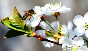 Preview wallpaper bee, flower, blossom, branch, spring, cherry