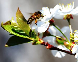 Preview wallpaper bee, flower, blossom, branch, spring, cherry