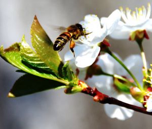 Preview wallpaper bee, flower, blossom, branch, spring, cherry