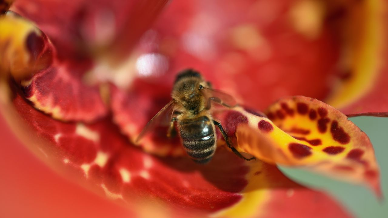 Wallpaper bee, flower, blur, macro