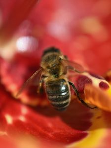 Preview wallpaper bee, flower, blur, macro