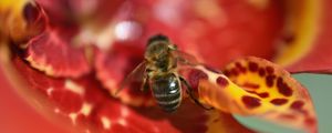 Preview wallpaper bee, flower, blur, macro