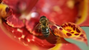 Preview wallpaper bee, flower, blur, macro