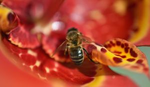 Preview wallpaper bee, flower, blur, macro