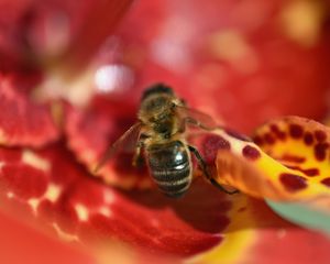 Preview wallpaper bee, flower, blur, macro