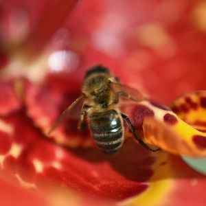 Preview wallpaper bee, flower, blur, macro