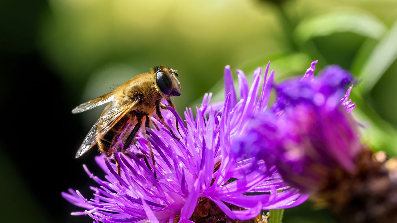 Wallpaper bee, flower, blur, macro, petals