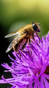 Preview wallpaper bee, flower, blur, macro, petals