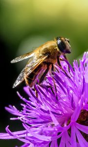 Preview wallpaper bee, flower, blur, macro, petals