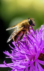 Preview wallpaper bee, flower, blur, macro, petals