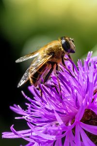 Preview wallpaper bee, flower, blur, macro, petals