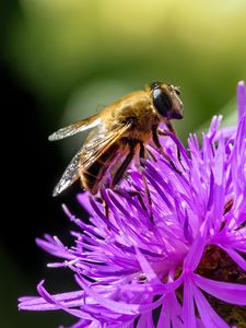 Preview wallpaper bee, flower, blur, macro, petals