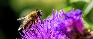 Preview wallpaper bee, flower, blur, macro, petals