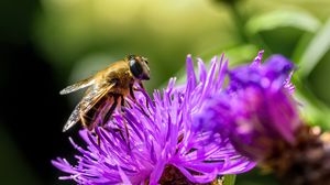 Preview wallpaper bee, flower, blur, macro, petals