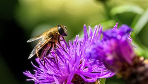 Preview wallpaper bee, flower, blur, macro, petals