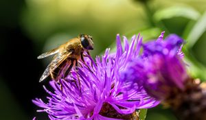 Preview wallpaper bee, flower, blur, macro, petals