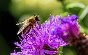 Preview wallpaper bee, flower, blur, macro, petals