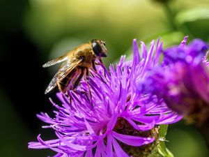 Preview wallpaper bee, flower, blur, macro, petals