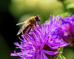Preview wallpaper bee, flower, blur, macro, petals