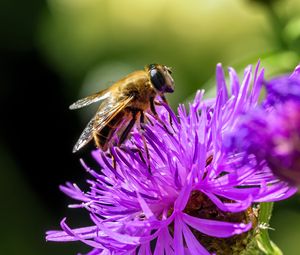 Preview wallpaper bee, flower, blur, macro, petals