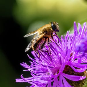 Preview wallpaper bee, flower, blur, macro, petals